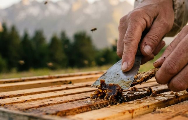 Grattage de propolis