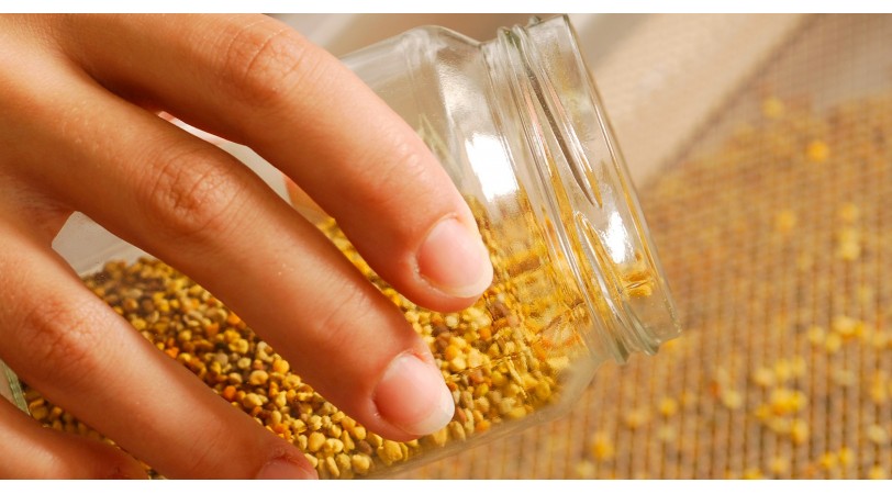Pollen Hydroplus en pelote - Super-aliment  de la ruche